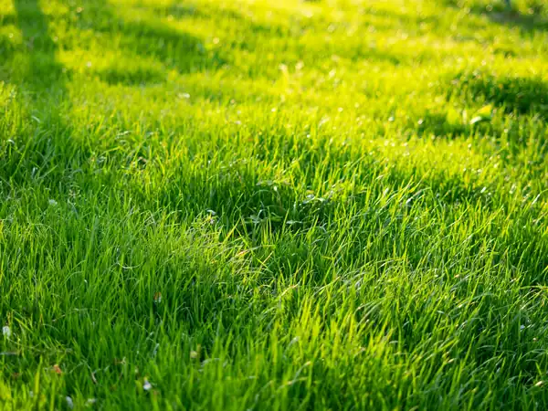 Close-up of thick, healthy green grass in warm sunlight