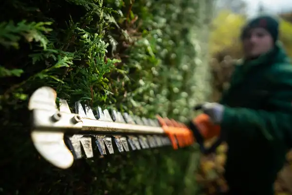 Landscaper trimming a hedge with a hedge trimmer