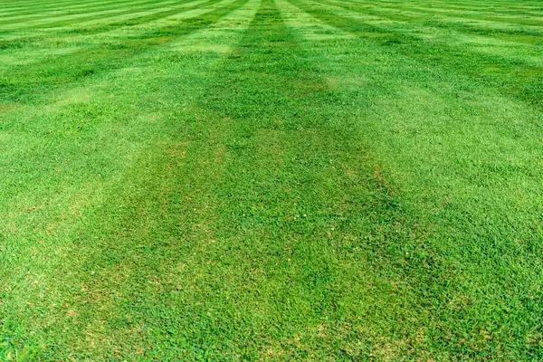 Freshly mowed lawn with clean stripes